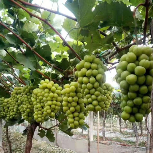 雲南迪慶葡萄樹苗,雲南迪慶葡萄樹苗批發價格